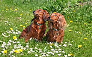 two brown dogs on flower field looking up