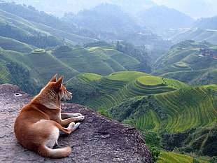 adult red sesame shiba inu, dog, nature, landscape, terraces HD wallpaper
