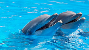 2 Dolphin during Daytime HD wallpaper
