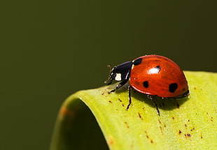black and red seven-spotted ladybird, como