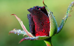 red Rose flower with dewdrops