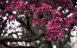 closeup photo of pink flowering tree during daytime