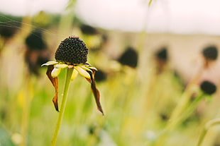 selective focus photography of Black Eyed Susan flower