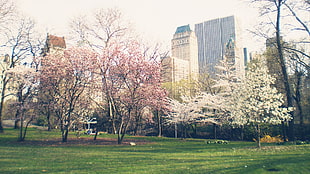 pink and white leaf trees during daytime photo
