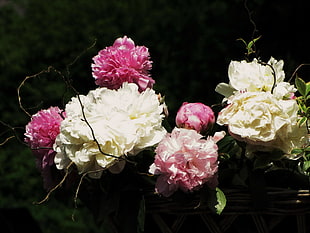 shallow photo of flowers