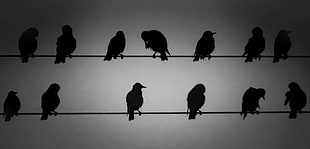 closeup photo of silhouette of 13 birds on black cable, starlings