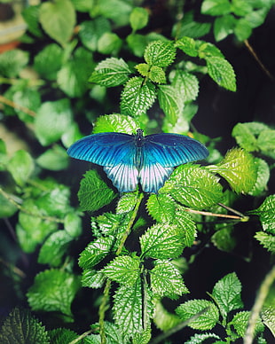 blue butterfly, Butterfly, Foliage, Green