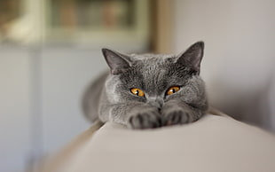 selective focus photography of British shorthair HD wallpaper