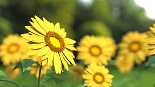 yellow sunflower
