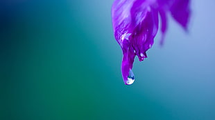 macro photography of water droplet on purple petal