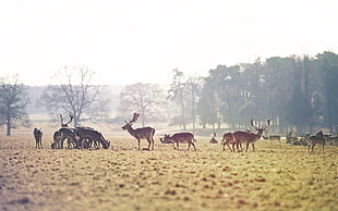 group of deer during daytime