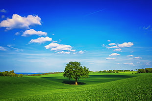 green and black tree during daytime