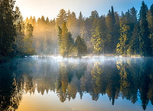 photo of body of water near green trees, landscape, lake, mist