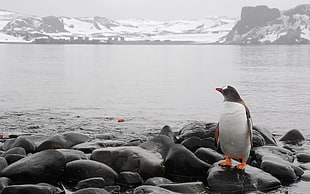 selective photography of penguin near body of water