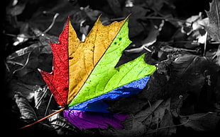selective color photography of red, yellow, green, blue and purple leaf