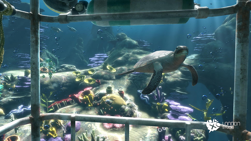 sea turtle swimming in aquarium HD wallpaper