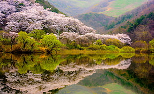 cherry blossom trees, spring, forest, mountains, lake HD wallpaper