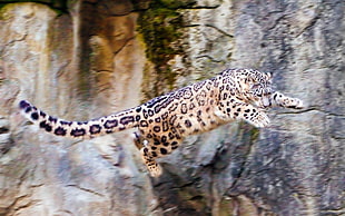Leopard leaping on rock