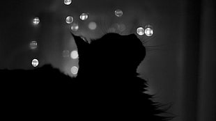silhouette of cat in bokeh photography