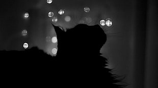 silhouette of cat in bokeh photography HD wallpaper