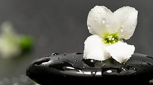 closeup photo of white petaled flower on the black stone