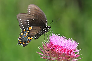 brown winged butterfly pollinating pink flower, spicebush, swallowtail