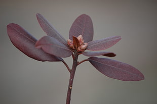 close-up photo of leaf plant