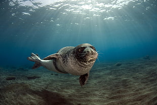 black sea lion, animals, seals, underwater