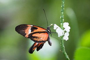 selective photography of orange and black butterfly on white petaled flower