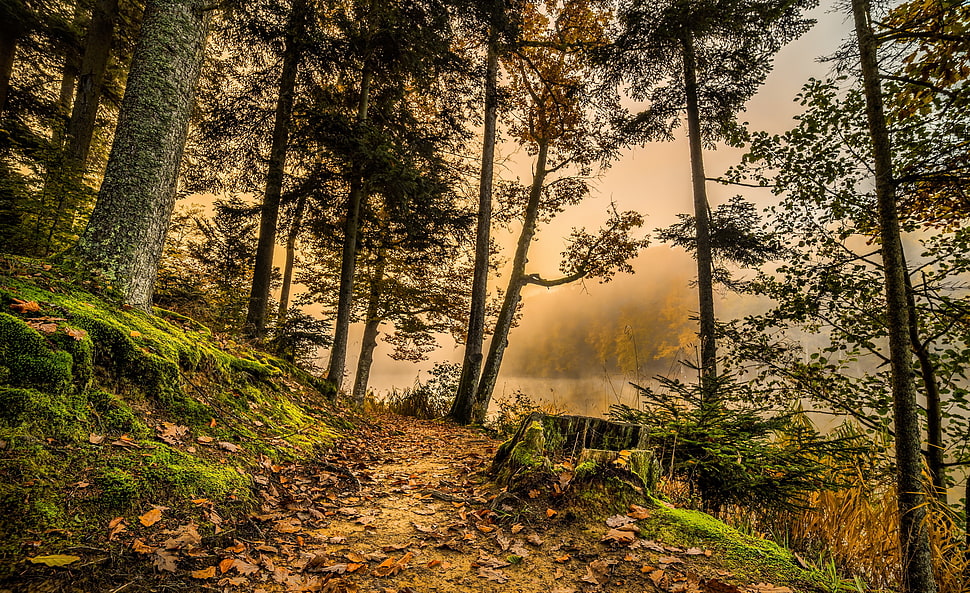 brown tree and grass during daytime HD wallpaper