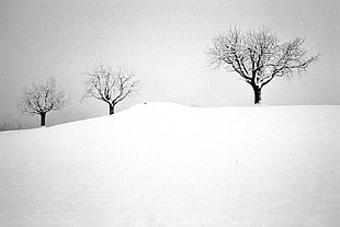 photography of three trees on snow during day time, ilford