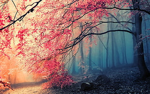 red leaves, trees, nature, fall, forest