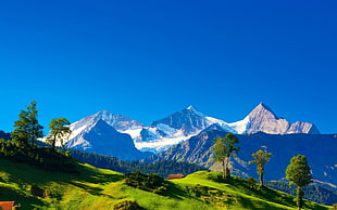 green leafed trees and snow coated mountains, mountains, landscape, sky, trees