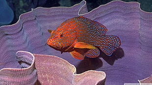 orange fish, fish, coral HD wallpaper