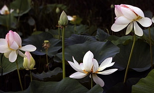 white lotus flower, lotus flowers, flowers, pink, plants HD wallpaper
