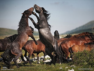 black and brown horses, horse, animals