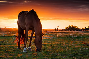 brown horse eating grass under orange and white sky at sunrise HD wallpaper