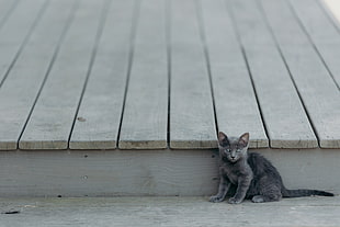 silver tabby kitten, Kitten, Cat, Sitting HD wallpaper