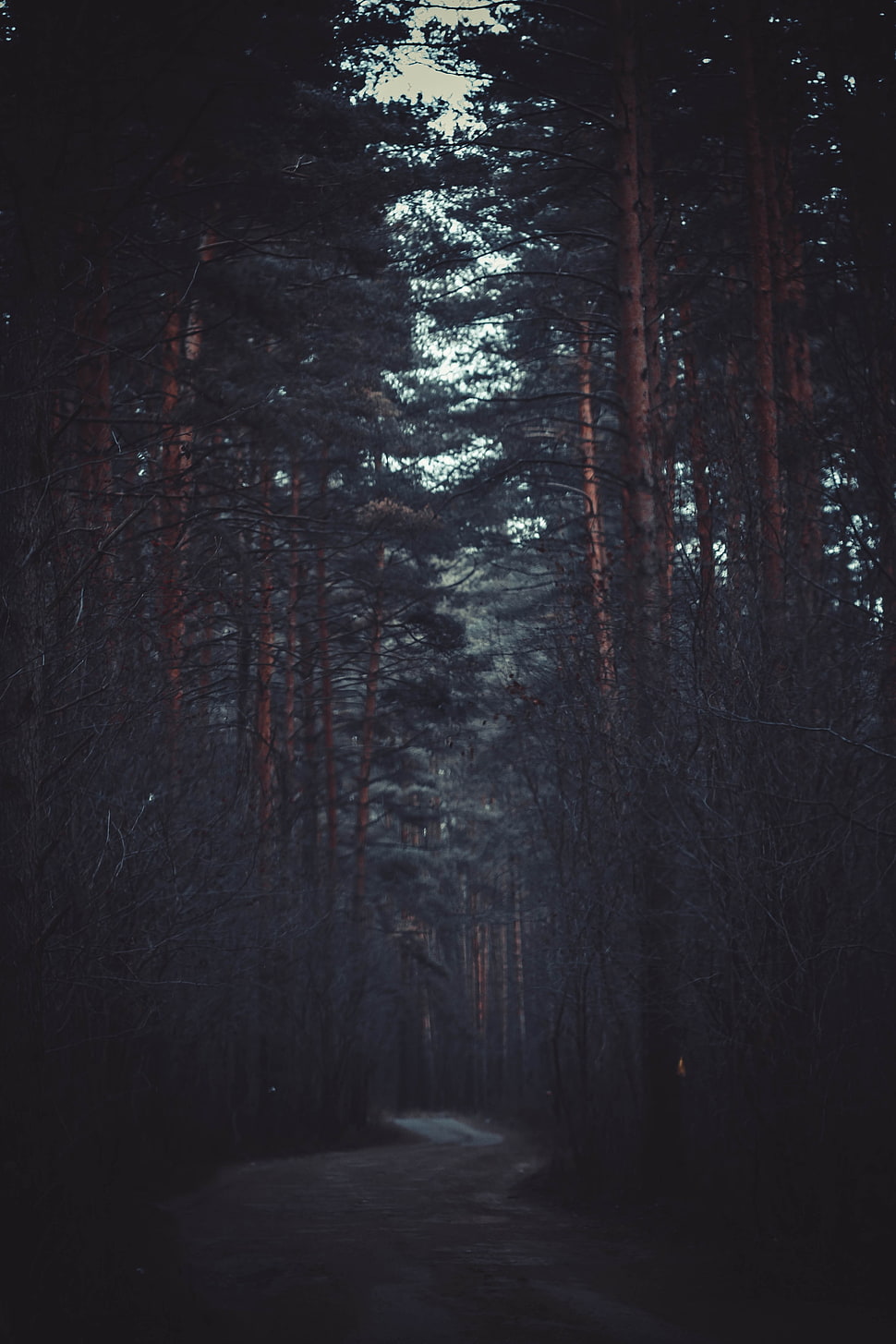 brown tree trunk, forest, trees HD wallpaper