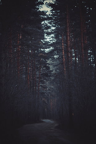brown tree trunk, forest, trees