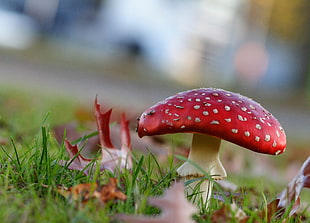 close-up photography of red and white mushroom during daytime