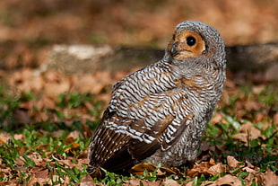 wildlife photography of owl on grass, spotted wood owl HD wallpaper