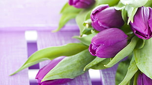 purple tulips, flowers, tulips, 4k