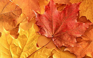 dry maple leaf HD wallpaper