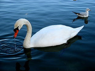 swan in body of water HD wallpaper
