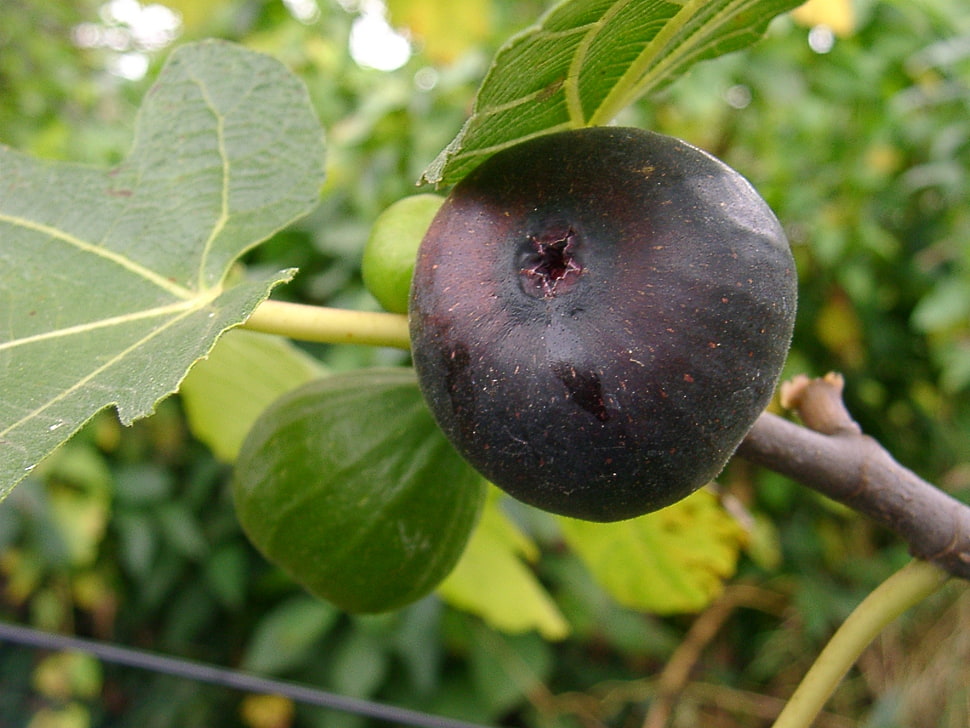 round purple fruit during daytime HD wallpaper