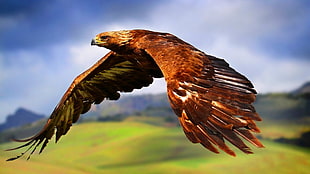 brown eagle, nature, animals, birds, flying