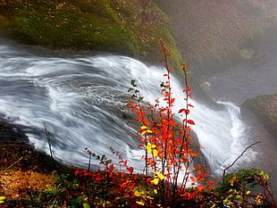time lapse photography of water falls surrounded by green grass fields and petaled flowers