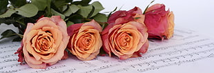 selective focus photograph of pink roses HD wallpaper