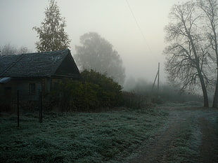 house near the trees surrounded by fog